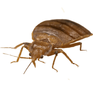 Bed bug PNG