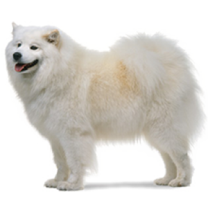 Samoyed PNG