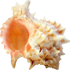 Seashell PNG