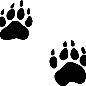 Paw PNG