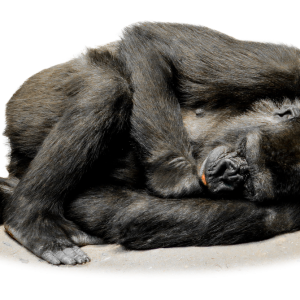Gorilla PNG