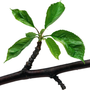 Green leaves branch PNG