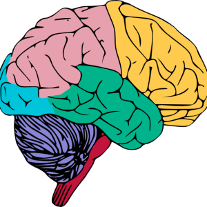 Brain PNG