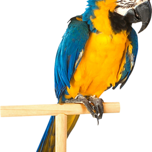 Parrot PNG image