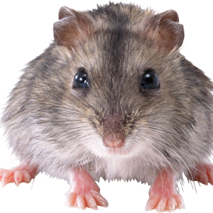 mouse, rat PNG image
