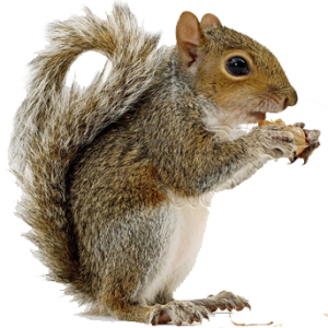 Squirrel PNG