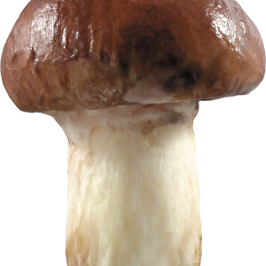Mushroom PNG image