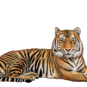 Tiger PNG