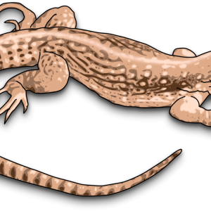 Gecko PNG