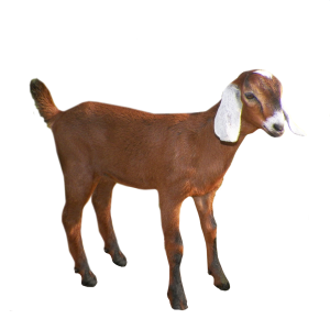 Goat PNG