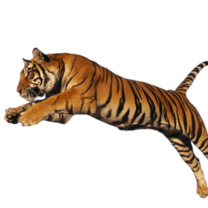 Tiger PNG