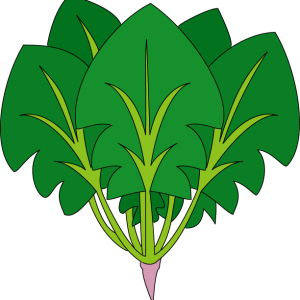 Spinach PNG