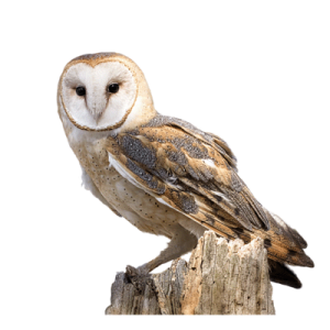 Owl PNG