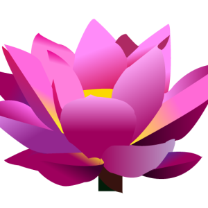 Lotus flower PNG