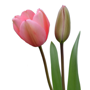 Tulip PNG image