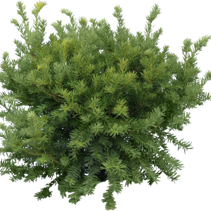Fir-tree PNG image