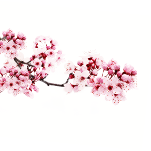 Sakura PNG