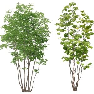 tree png image