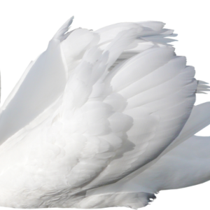 White swan PNG