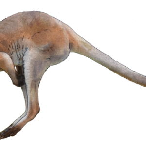 Kangaroo PNG