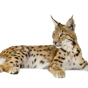 Lynx PNG