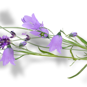 Bellflower PNG