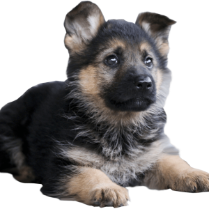 German Shepherd PNG