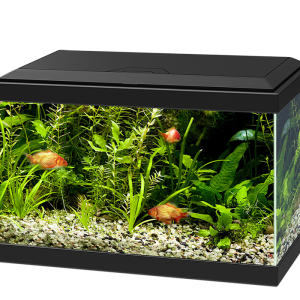 Aquarium PNG