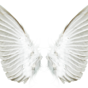 White wings PNG