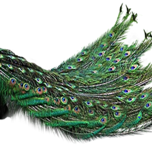 Peacock PNG