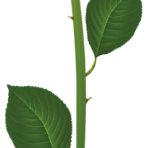 Rose PNG