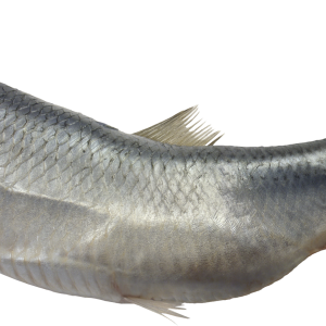 Fish PNG