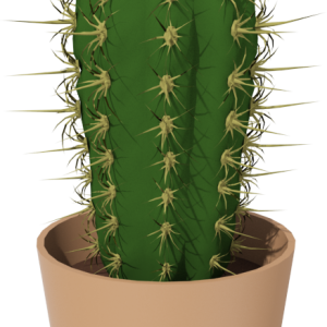 Cactus PNG image