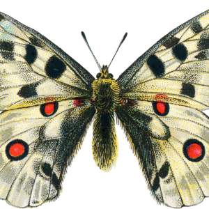 Butterfly PNG image