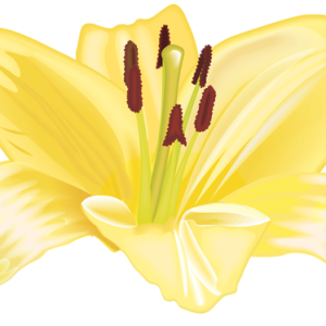 Lilium PNG