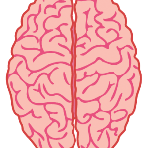 Brain PNG