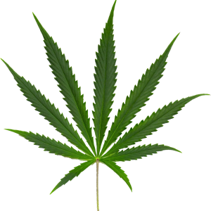 Cannabis PNG