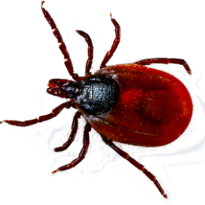 Tick insect PNG
