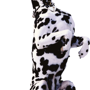 Dog PNG