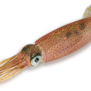 Squid PNG