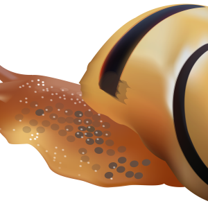 Snail PNG