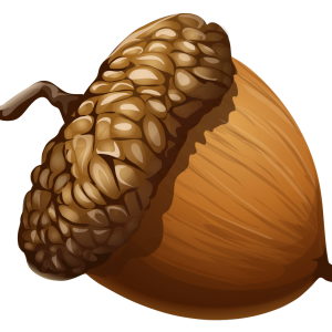 Acorn PNG image