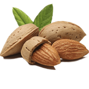 Almond PNG