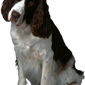 Dog PNG