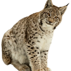 Lynx PNG