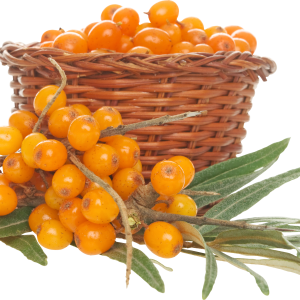 Sea buckthorn PNG