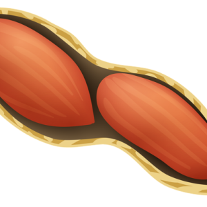 Peanut PNG