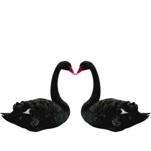 Black swan PNG