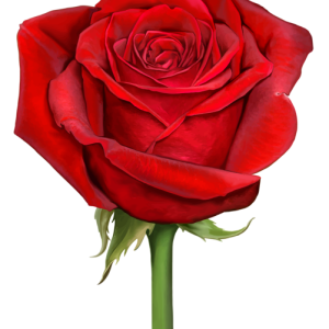 Rose PNG