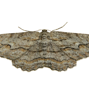 Moth PNG